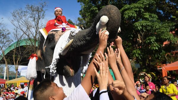 فيل يوزع الهدايا أثناء الاحتفال بعيد الميلاد في تايلاند - سبوتنيك عربي
