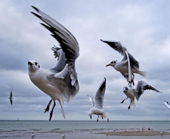 طيور النورس قبالة شواطئ بحر البلطيق في ألمانيا - سبوتنيك عربي