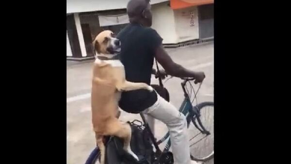 كلب يتمسك بخصر صاحبه على دراجة هوائية - سبوتنيك عربي