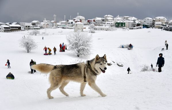 كلب على جبل آي بيتري في شبه جزيرة القرم الروسية - سبوتنيك عربي