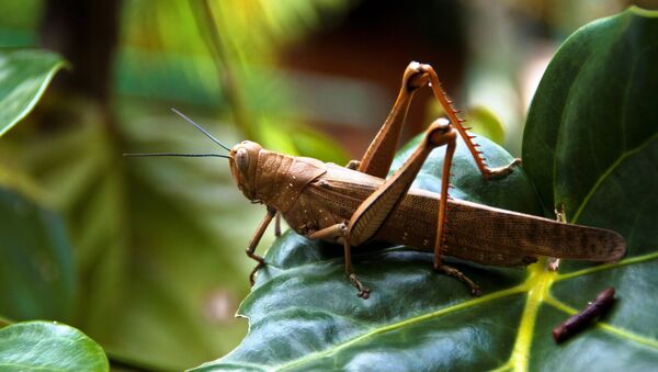 Big Locust at Bay Village Tropical Retreat, Cairns, Australia - سبوتنيك عربي