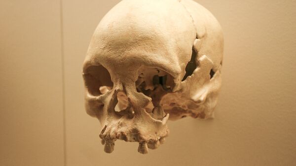 جمجمة في متحف في واشنطن - سبوتنيك عربي