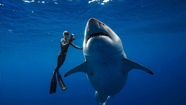 سمكة القرش العملاقة ديب بلو تسبح قرب شواطئ هاواي - سبوتنيك عربي