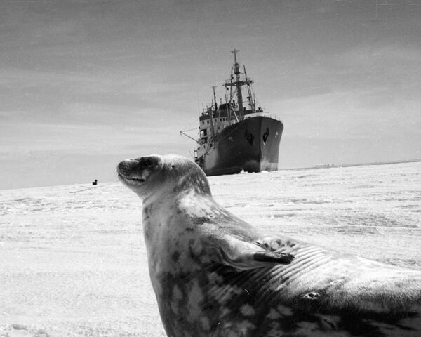 ختم على خلفية سفينة للأبحاث العملية في أنتاركتيكا - سبوتنيك عربي