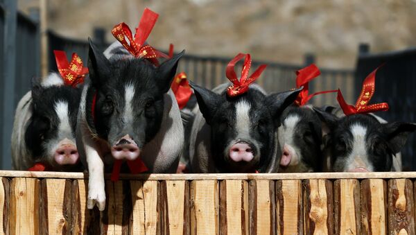 تمر الخنازير من خلال عقبة في مزرعة جزيرة غرين آيلاند - سبوتنيك عربي