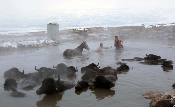 قرويون يرافقون خيولهم وجواميسهم إلى السباحة في الينابيع الدافئة في محافظة بيتليس، تركيا 22 يناير/ كانون الثاني 2019 - سبوتنيك عربي