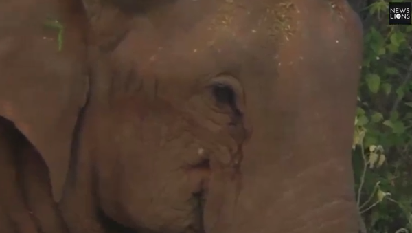 فيلة تبكي طفلها - سبوتنيك عربي