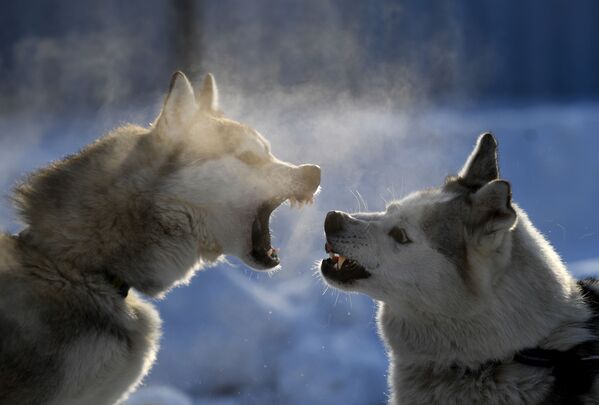 كلاب الهاسكي تنبح على بعضها البعض في بلدة بردسك، منطقة نوفوسيبيرسك الروسية - سبوتنيك عربي