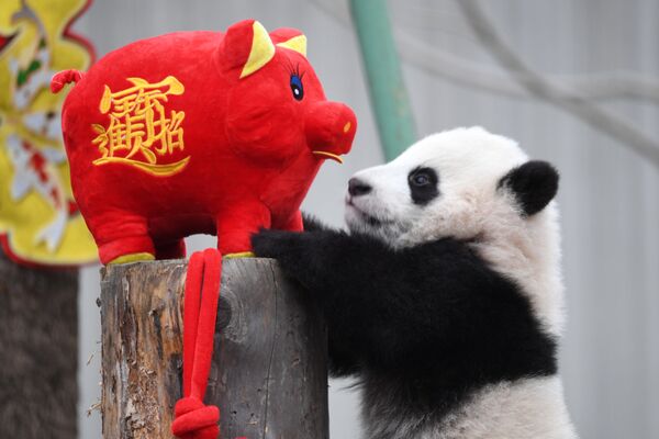 شبل الباندا يلعب مع لعبة خنزير محشوة، خلال حدث الاحتفال بالسنة القمرية الصينية الجديدة، التي وفق التقويم الصيني عام الخنزير، في حديقة الباندا في ولونغ بمقاطعة سيتشوان، الصين 31 يناير/ كانون الثاني 2019 - سبوتنيك عربي