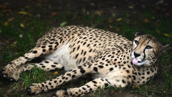 A cheetah at the Moscow Zoo. - سبوتنيك عربي