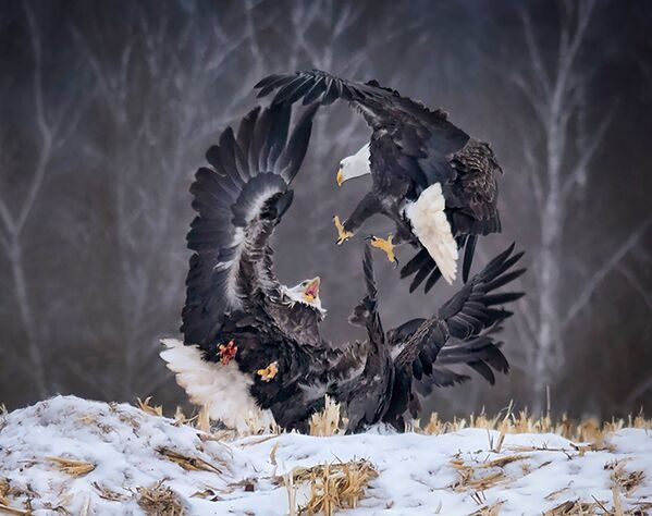 صورة دائرة القوة، للمصور ساندي ليتل من كندا، في فئة عالم الطبيعة والحياة البرية - سبوتنيك عربي