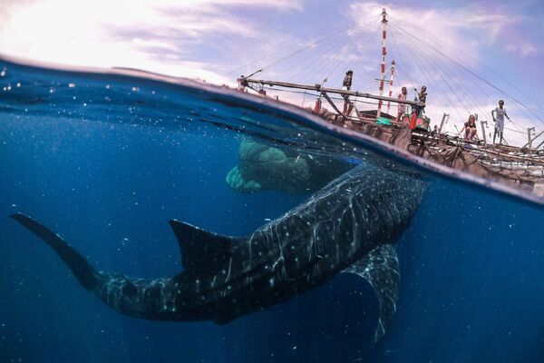 صورة لقاء مع الحوت القرش، للمصور ماركو زافيغناني من إيطاليا، في فئة السفر - سبوتنيك عربي