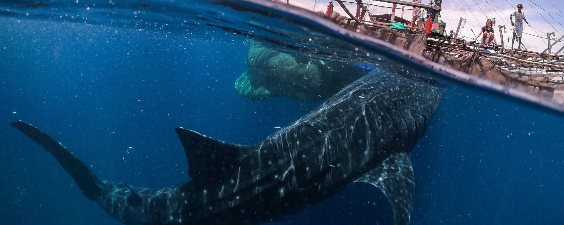 صورة لقاء مع الحوت القرش، للمصور ماركو زافيغناني من إيطاليا، في فئة السفر - سبوتنيك عربي, 1920, 21.01.2022