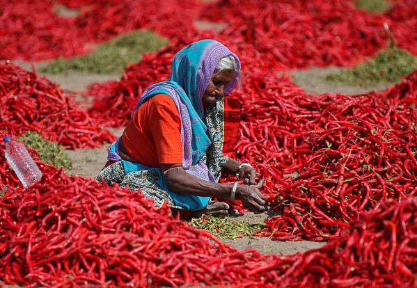 موسم حصاد الفلفل الأحمر (تشيلي) في أحمد آباد، الهند 6 فبراير/ شباط 2019 - سبوتنيك عربي