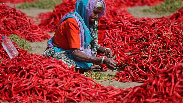 موسم حصاد الفلفل الأحمر (تشيلي) في أحمد آباد، الهند 6 فبراير/ شباط 2019 - سبوتنيك عربي