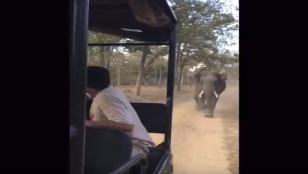 فيل هائج يطارد سياحا في الهند - سبوتنيك عربي