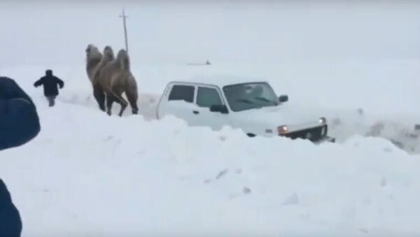 جمل يسحب سيارة احتجزتها الثلوج في روسيا - سبوتنيك عربي