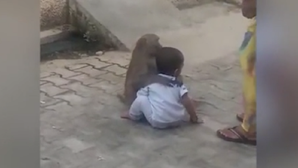 قرد يخطف طفل ويرفض التخلي عنه (فيديو) - سبوتنيك عربي