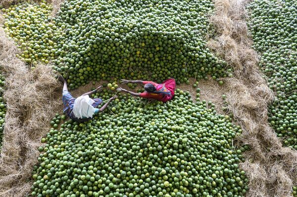 عمال يختارون فاكهة موسامبي، والتي تسمى أيضا بالبرتقال الحلو، في سوق الفاكهة غاديانارام على مشارف حيدر أباد، الهند 11 فبراير/ شباط 2019 - سبوتنيك عربي