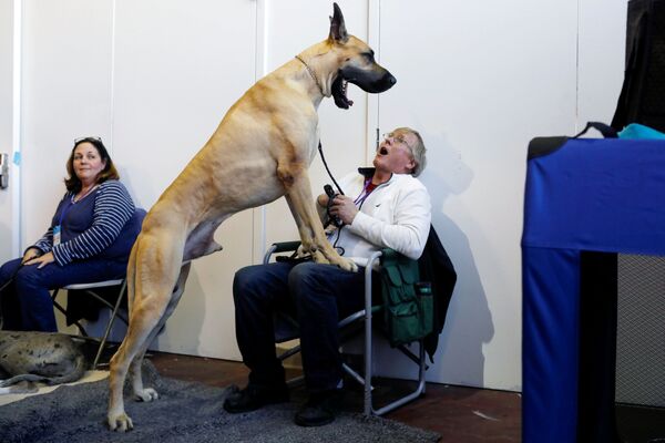 الكلب كابن كرانش الكبير يتثاءب، خلال حدث الفعالية الـ 143 لنادي وستمنستر للكلاب (Westminster Kennel Club Dog Show) في نيويورك، الولايات المتحدة، 9 فبراير/ شباط 2019 - سبوتنيك عربي