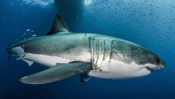 سمكة القرش الأبيض الضخمة - سبوتنيك عربي