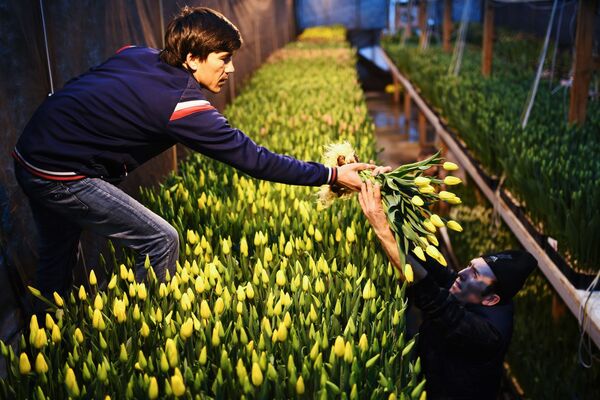 موظفون يجمعون أزهار توليب، ويستعدون لاستقبال الربيع، ولأهم حدث شهر مارس/ آذار القادم - ألا وهو يوم المرأة العالمي (8 مارس)، نوفوسيبيرسك، روسيا - سبوتنيك عربي
