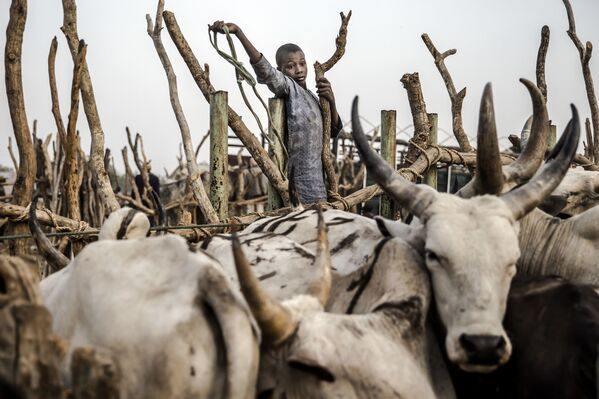 فتى يساعد رعاة الماشية على قيادة مواشيهم، يحاول جمع بعض الأبقار في سوق للثروة الحيوانية في نجور، ولاية أداماوا، نيجيريا في 20 فبراير/ شباط 2019، قبل أيام قليلة من الانتخابات العامة في البلاد. - يقاتل رعاة الماشية والمزارعون الرحل في اشتباكات شبه يومية أسفرت عن مقتل الآلاف في نيجيريا ومئات القرى المتضررة. يأمل كل من المزارعين والرعاة أن تسوي الحكومة المقبلة نزاعهم الدموي. خلال العامين الماضيين، أصبح القتال أكثر دموية وأكثر تسييساً مع اتهام رئيس نيجيريا الحالي بدعم الرعاة. - سبوتنيك عربي