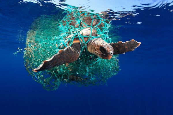 صورة بعنوان سلحفاة كاريتا ( Caretta caretta turtle)، للمصور الإسباني أسيفيدو (Acevedo)، التي فازت في فئة حماية البيئة البحرية في فئة - سبوتنيك عربي