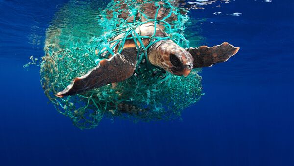 صورة بعنوان سلحفاة كاريتا ( Caretta caretta turtle)، للمصور الإسباني أسيفيدو (Acevedo)، التي فازت في فئة حماية البيئة البحرية في فئة - سبوتنيك عربي