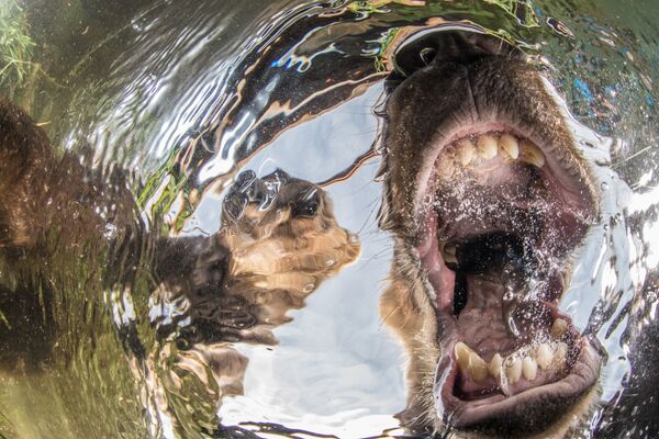 صورة بعنوان صغار الدب الفضوليين (Curios bear's cubs)، للمصور الروسي مايك كوروستيليف (Mike Korostelev)، الحائز على جائزة الإشادة بشدة في فئة زاوية عريضة - سبوتنيك عربي