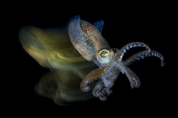 صورة بعنوان الحبّار السريع (Fast cuttlefish) للمصور الإيطالي فابيو لاردينو، الفائز في فئة دقيق - سبوتنيك عربي