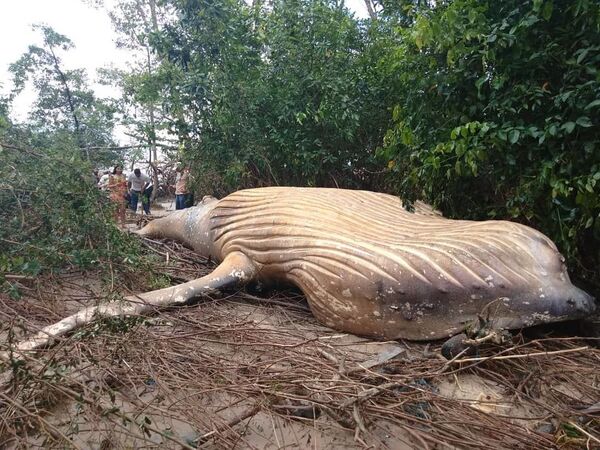 الحوت الأحدب وجد ميتا في غابات الأمازون - سبوتنيك عربي