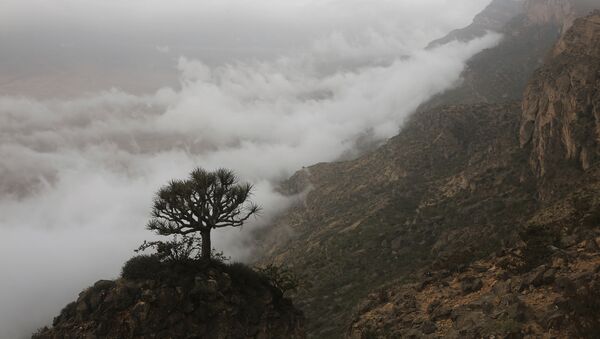 شجرة على منحدر جبل جبل سمحان فوق السحب جنوب عمان - سبوتنيك عربي