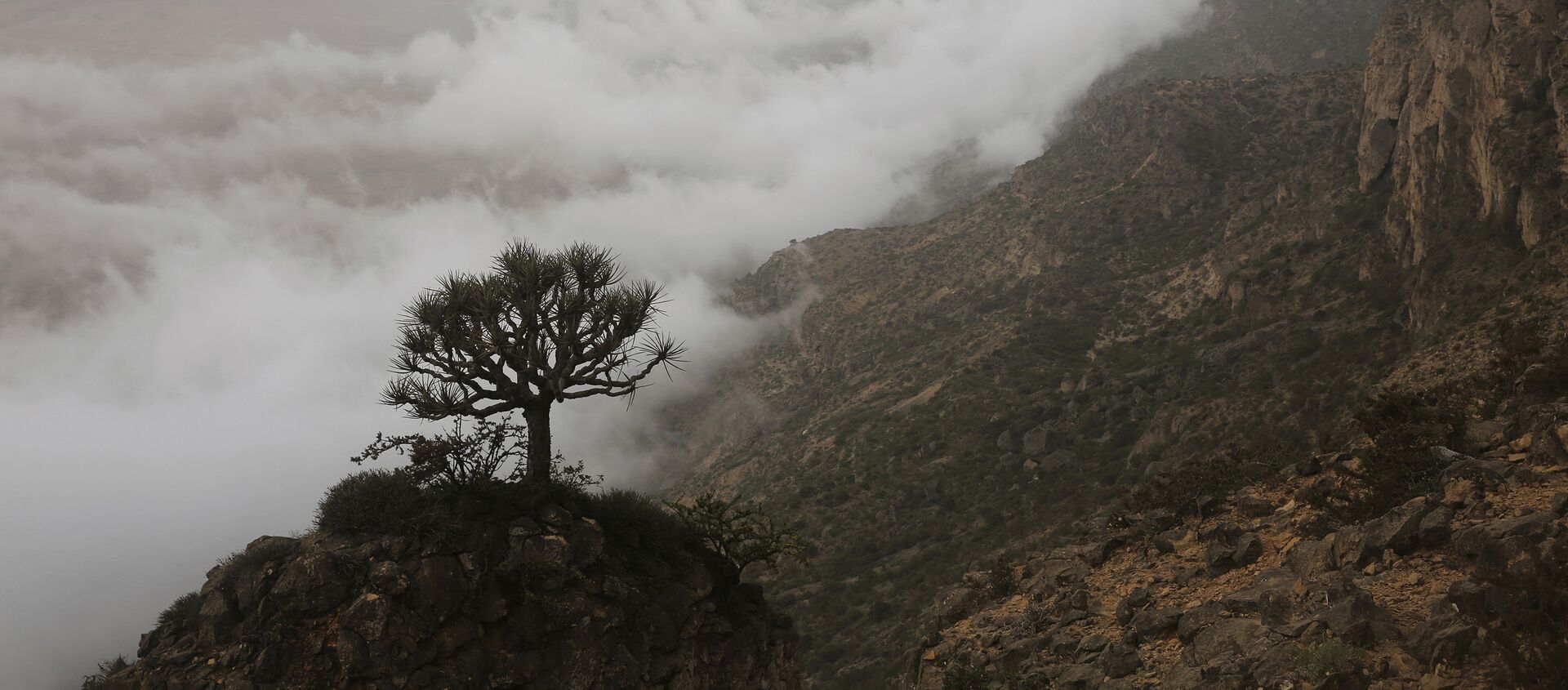 شجرة على منحدر جبل جبل سمحان فوق السحب جنوب عمان - سبوتنيك عربي, 1920, 01.02.2021