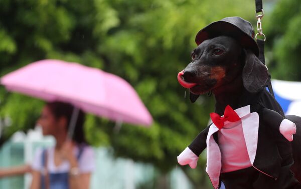 كلب في مهرجان لاستعراض الكلاب في ريو دي جانيرو في البرازيل - سبوتنيك عربي