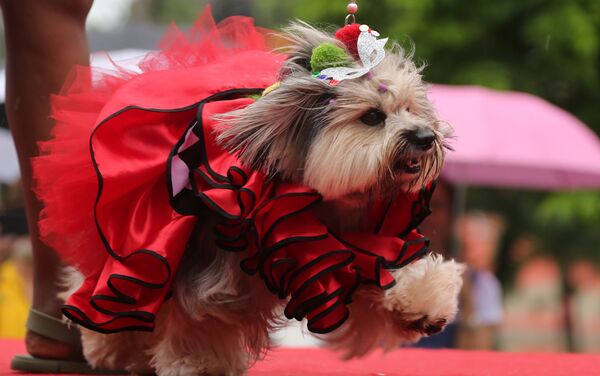 كلب في مهرجان لاستعراض الكلاب في ريو دي جانيرو في البرازيل - سبوتنيك عربي