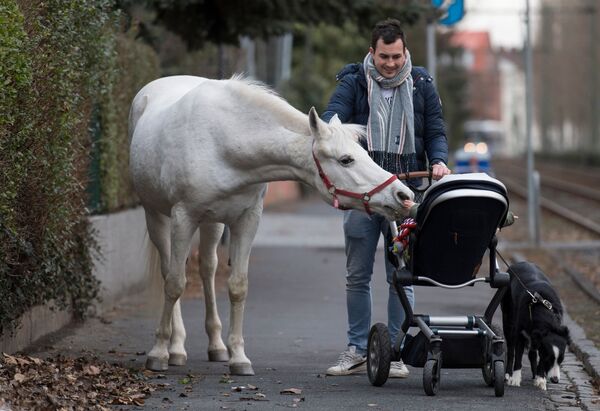 حصان يدعى جيني يُلاعب طفلاً في عربتها، في مدينة  فرانكفورت-أم-ماين، ألمانيا 8 مارس/ آذار 2019 - سبوتنيك عربي