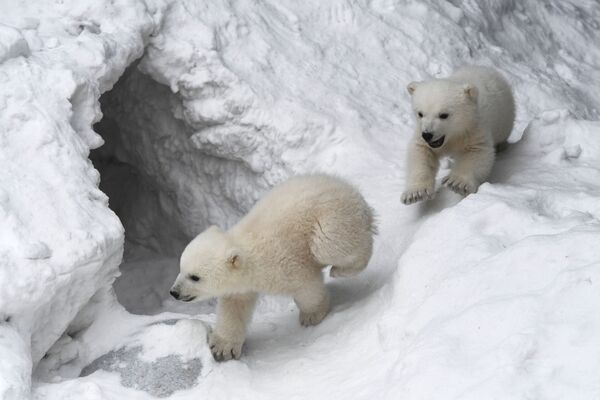 أشبال الدب القطبي،غيرد و كايا، الذين ولدا في 11 ديسمبر/ كانون الأول 2018 في الهواء الطلق في حديقة حيوان نوفوسيبيرسك الروسية - سبوتنيك عربي