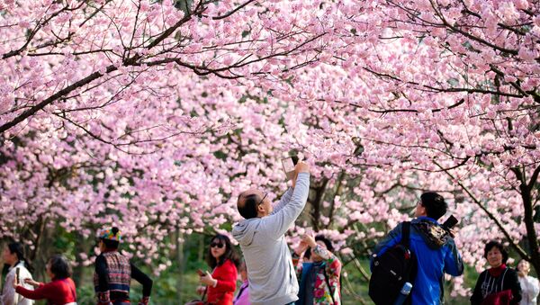 تفتح أزهار شجر الكرز (ساكورا) بالقرب من معبد جيمينغ في نانجينغ، الصين 14 مارس/ آذار 2019 - سبوتنيك عربي
