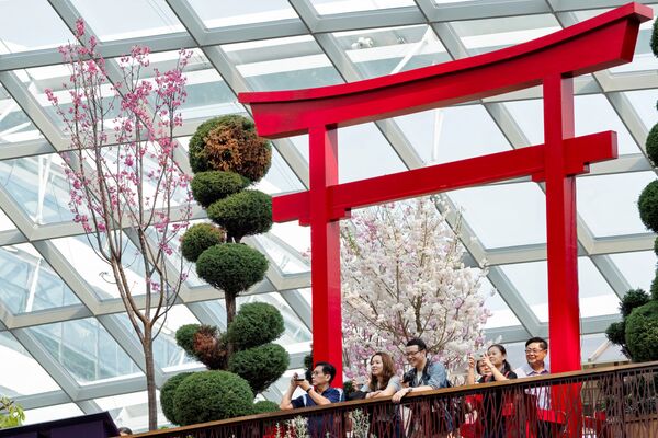 تفتح أزهار شجر الكرز (ساكورا) في سنغافورة 24 مارس/ آذار 2019 - سبوتنيك عربي