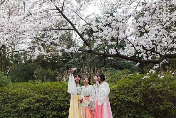 تفتح أزهار شجر الكرز (ساكورا) بالقرب من معبد جيمينغ في نانجينغ، الصين 22 مارس/ آذار 2019 - سبوتنيك عربي