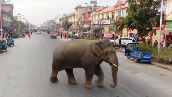 فيل يتجول في شوارع مدينة صينية - سبوتنيك عربي