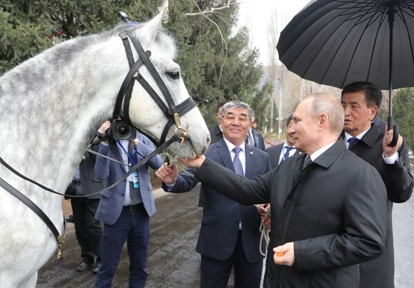 هدية للرئيس الروسي فلاديمير بوتين حصان أورلوفسكي - سبوتنيك عربي