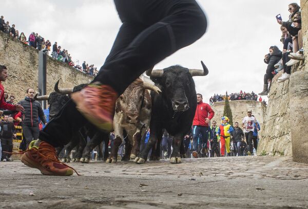 أشخاص يركضون مع الثيران في الشوارع خلال كرنفال ديل تورو (مهرجان الثيران) في سيوداد رودريغو، إسبانيا - سبوتنيك عربي