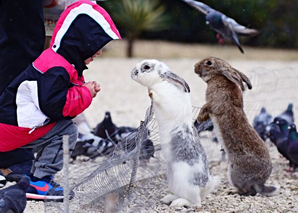 طفل يتفقد الأرانب الصغار في حديقة الحيوانات في سوتشي الروسية - سبوتنيك عربي