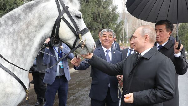 الرئيس فلاديمير بوتين يتلقى هديته من نظيره القرغيزي سورونباي جينبيكوف حصانا من فصيلة أورلوف، بشكيك، قرغيزستان 28 مارس/ آذار 2019 - سبوتنيك عربي