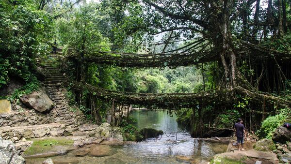 جسر من الجذور الخضراء مكون من مستويين في الهند - سبوتنيك عربي