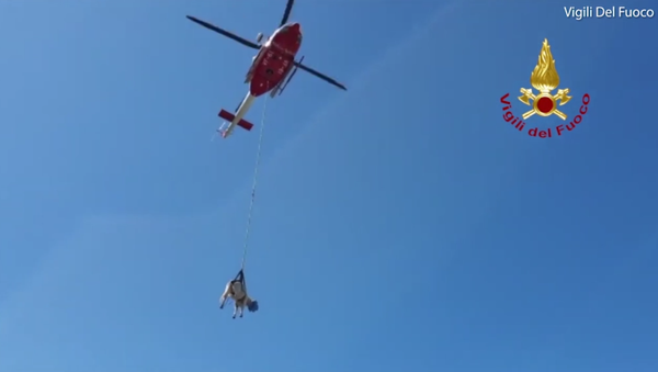 هليكوبتر تنقذ بقرة سقطت في وادي في إيطاليا - سبوتنيك عربي