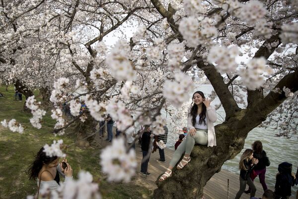 تفتح أزهار شجر الكرز على طول حوض تيدال باسين، في واشنطن 30 مارس/ آذار 2019. ذروة تفتح الأزهار المتوقعة في 1 أبريل/ نيسان، وفقا لخدمة الحديقة الوطنية - سبوتنيك عربي