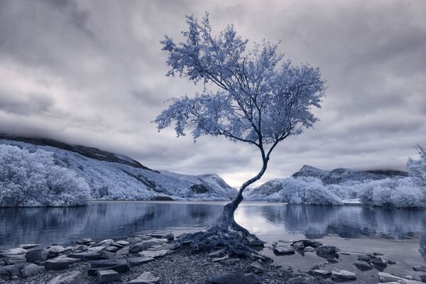 صورة فوتوغرافية بعنوان الشجرة الوحيدة (Lonely Tree)، للمصور ديفيد هال، الحائزة على المرتبة الأولى في فئة التصوير منظر الأشعة ما تحت الحمراء (Infrared Landscape) - سبوتنيك عربي